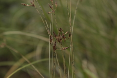 Bulbostylis juncoides