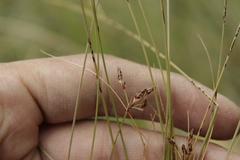 Bulbostylis juncoides