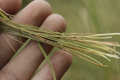 Bulbostylis juncoides