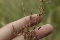 Bulbostylis juncoides
