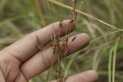 Bulbostylis juncoides