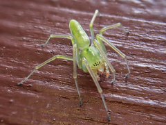 Viridictyna kikkawai