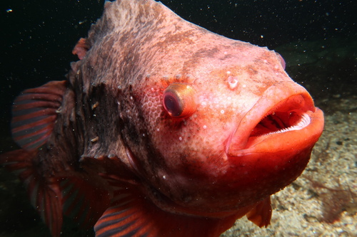 Lumpsucker