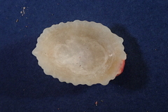 Hemitoma octoradiata