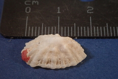 Hemitoma octoradiata