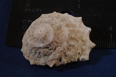 Lithopoma phoebium