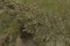 Muhlenbergia robusta