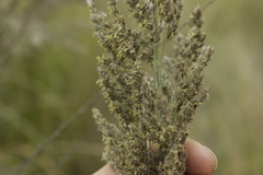Muhlenbergia robusta