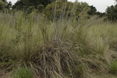 Muhlenbergia robusta