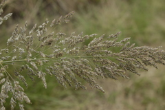 Muhlenbergia robusta