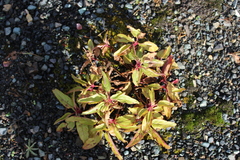Penstemon serrulatus