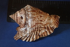 Lobatus raninus