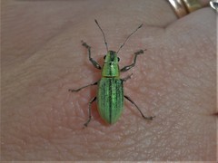 Naupactus virens