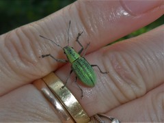 Naupactus virens