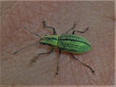 Naupactus virens