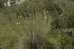 Muhlenbergia macroura