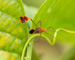 Anisoscelis hymenipherus