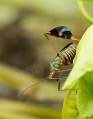 Diactor bilineatus