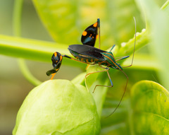 Diactor bilineatus