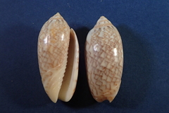 Oliva reticularis