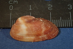 Barbatia domingensis
