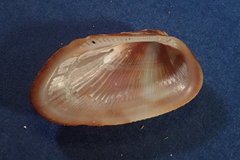 Barbatia domingensis