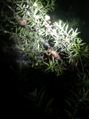 Hemideina crassidens