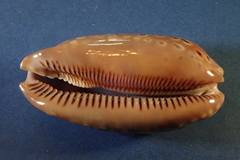 Macrocypraea zebra