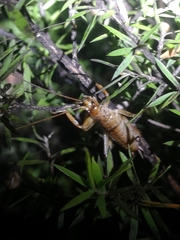 Hemideina crassidens