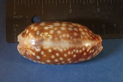 Macrocypraea zebra