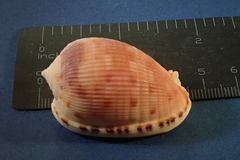 Cypraecassis testiculus