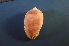 Cypraecassis testiculus