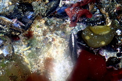 Acanthoclinus fuscus