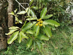 Angiospermae