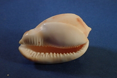 Cypraecassis testiculus