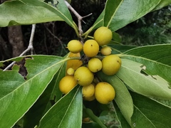 Angiospermae