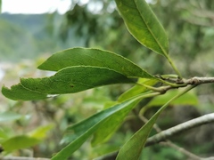 Angiospermae