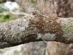 Angiospermae