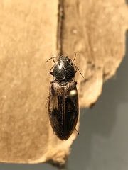 Stropenron hieroglyphica