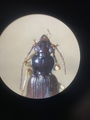 Patrobus longicornis