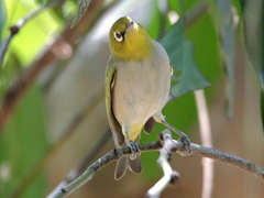 Zosterops citrinella