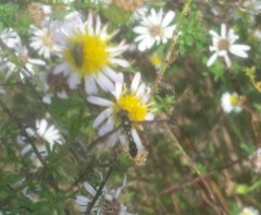 Pelecinobaccha costata