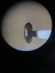 Hallomenus scapularis