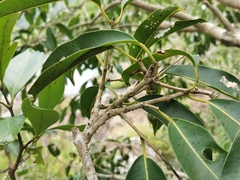 Syzygium cumini image