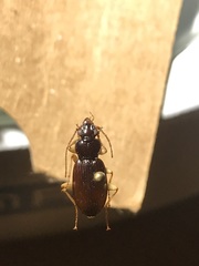 Patrobus longicornis