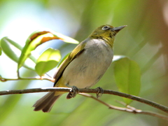 Zosterops citrinella