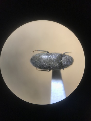 Cobblestone Long-toed Water Beetle