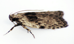 Phaeosaces compsotypa