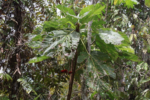 Sterculia ampla Baker f.