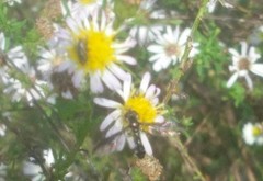Pelecinobaccha costata